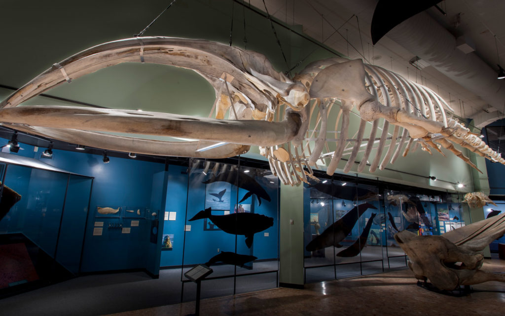 Whale-Display-New-Brunswick-Musem